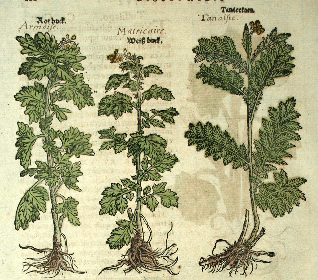 Historic herbal illustration depicting mugwort, feverfew, and tansy. Tansy appears at right, labeled “Tanacetum” and “Tanaisie.” Original edition and date unconfirmed.